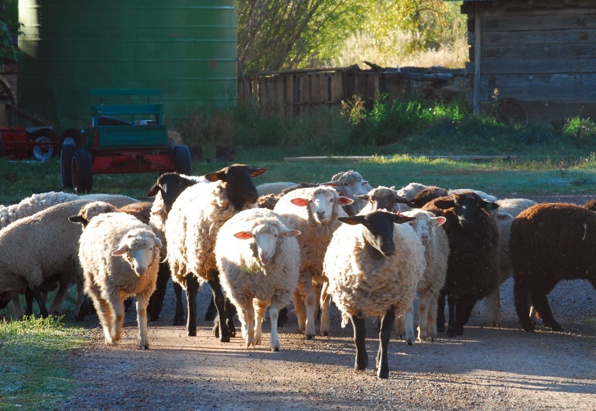 Sheep Foraging on The Ranch
