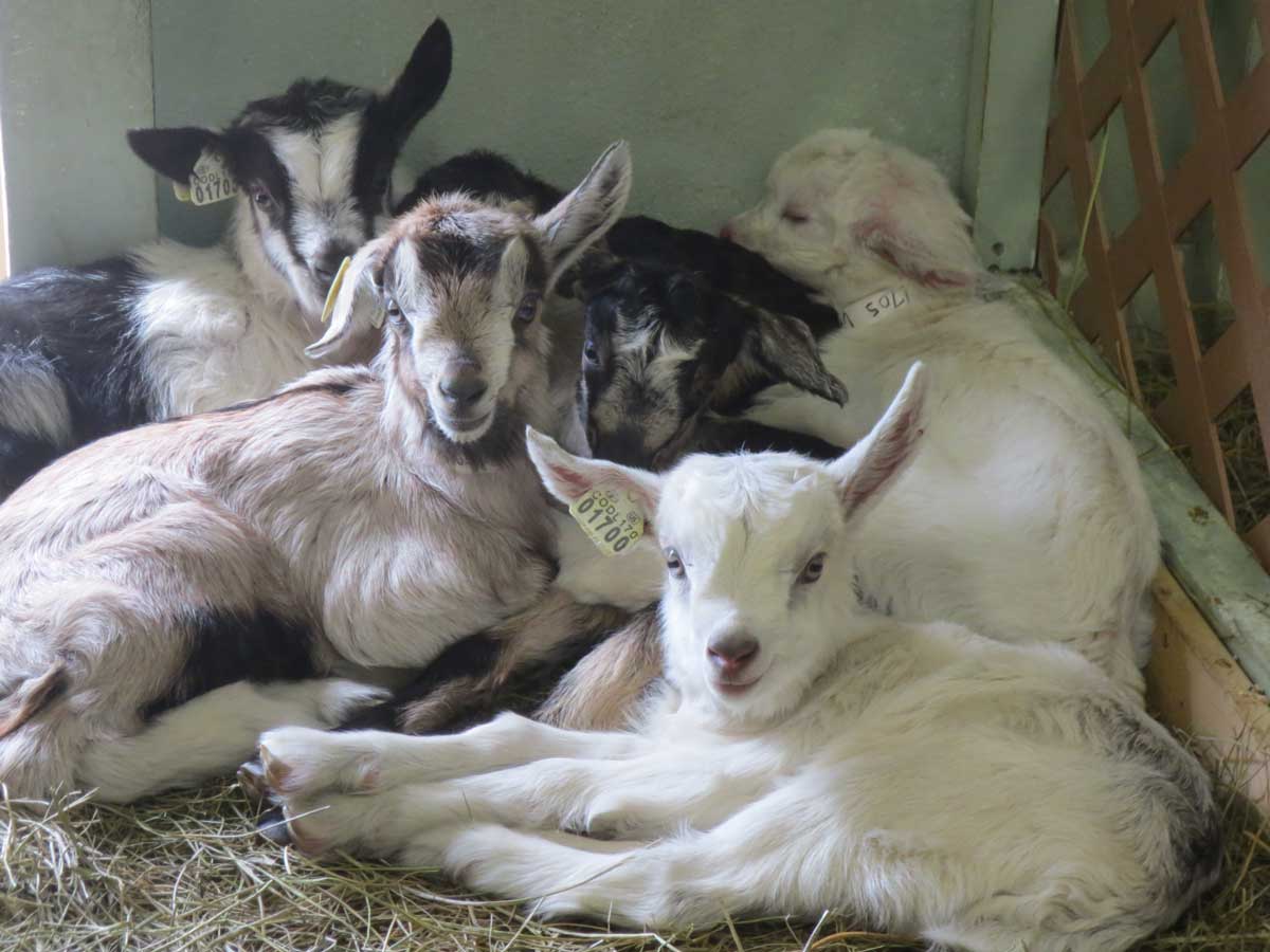 The goats at Avalanche Cheese Company's Paonia dairy-farm