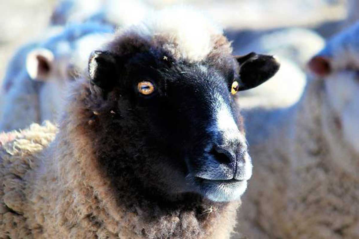 Sheep raised in Craig, Colorado