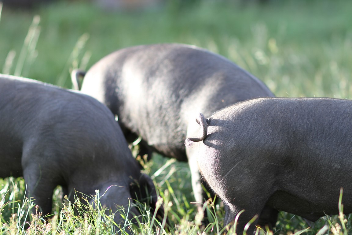 Large Black heritage breed pigs on the field