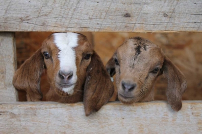 Baby goats at Horse & Hen in Hayden, CO