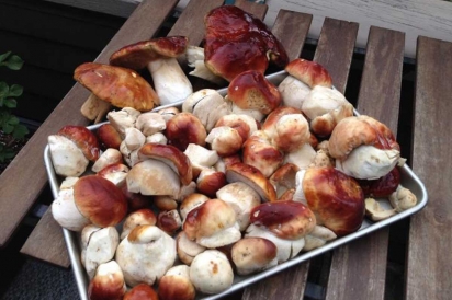 Wild foraged porcini mushrooms 