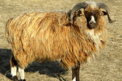 Churro sheep