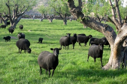 Black Welsh sheep graze at Desert Weyr