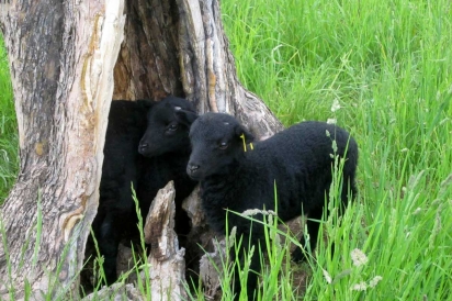 Black Welsh lambs