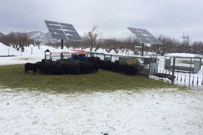 Solar panels keep animals warm in winter