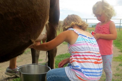 Morning milking at Hayden, CO