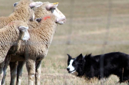 Sheep rounded by stock dog