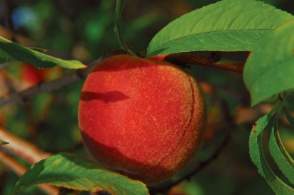 A peach grows in Early Morning Orchard