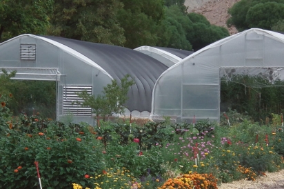 Greenhouses at Early Morning Orchard