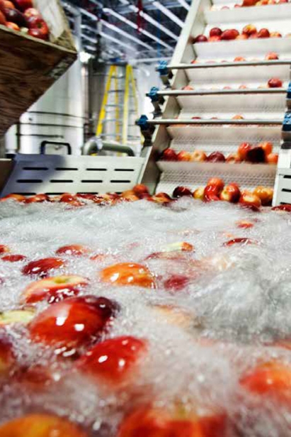 Fresh apples from Paonia are used in Woody Creek Distillers’ aged apple brandy