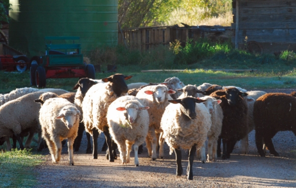 Sheep Foraging on The Ranch